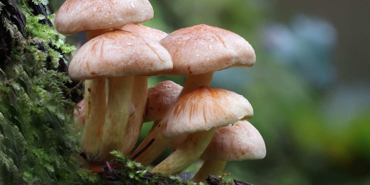 The Potential Benefits of Psychedelics in Modern Wellness and Mental Health Research